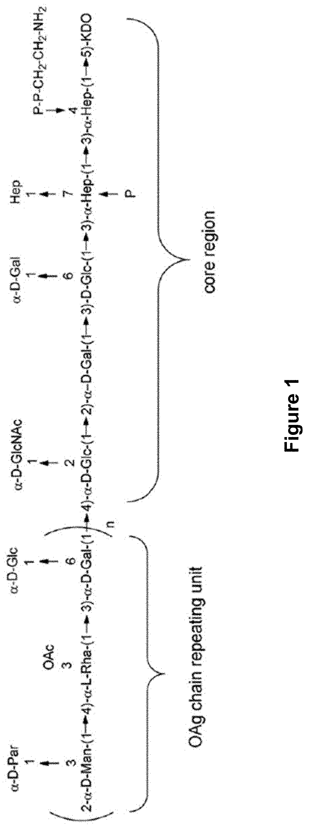 Modified strain of salmonella enterica typhi