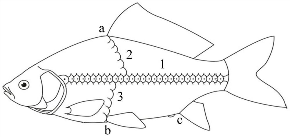 Method for quickly counting fish scale forms