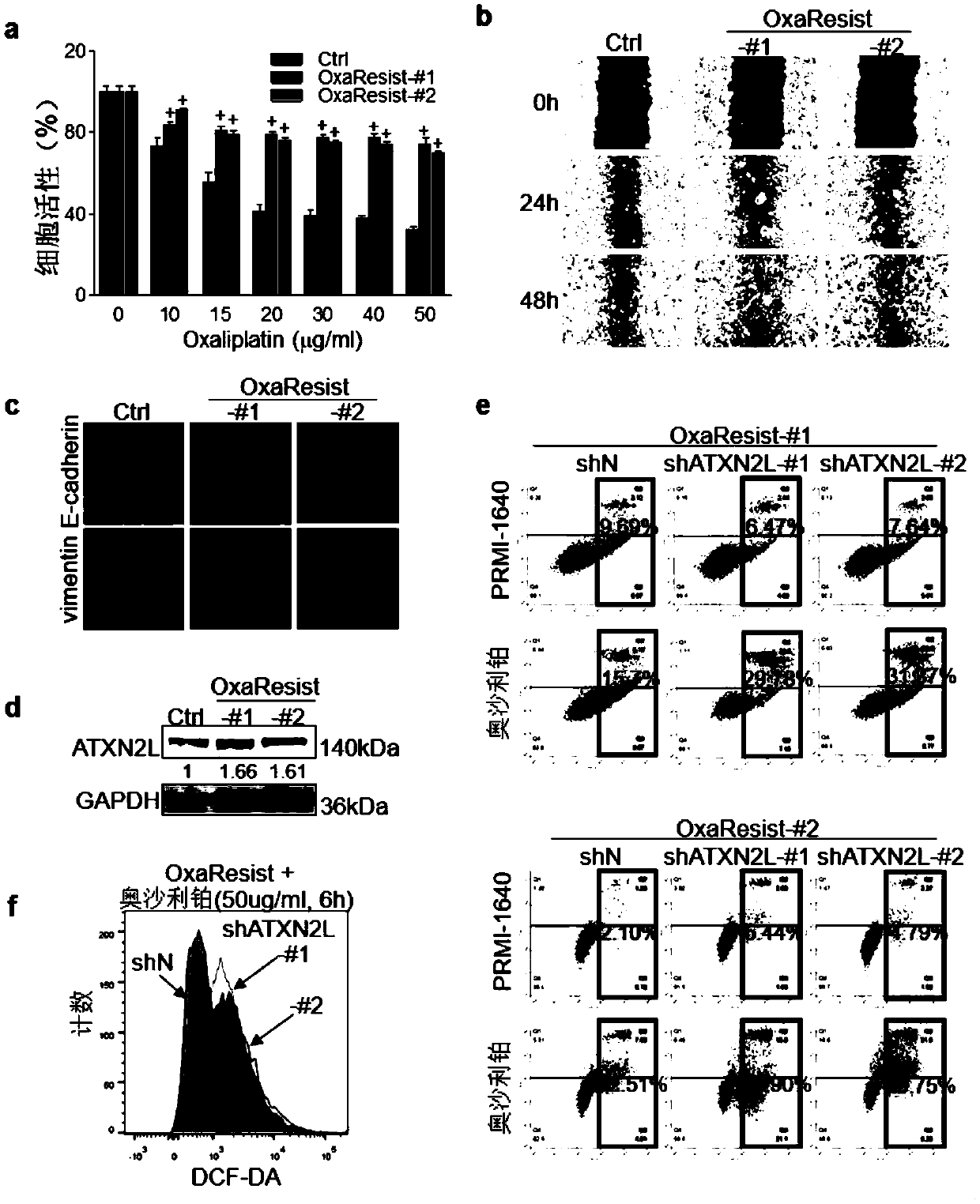 Application of ATXN2L (Ataxin-2like) as marker capable of assisting in evaluating gastric carcinoma oxaliplatin secondary drug resistance