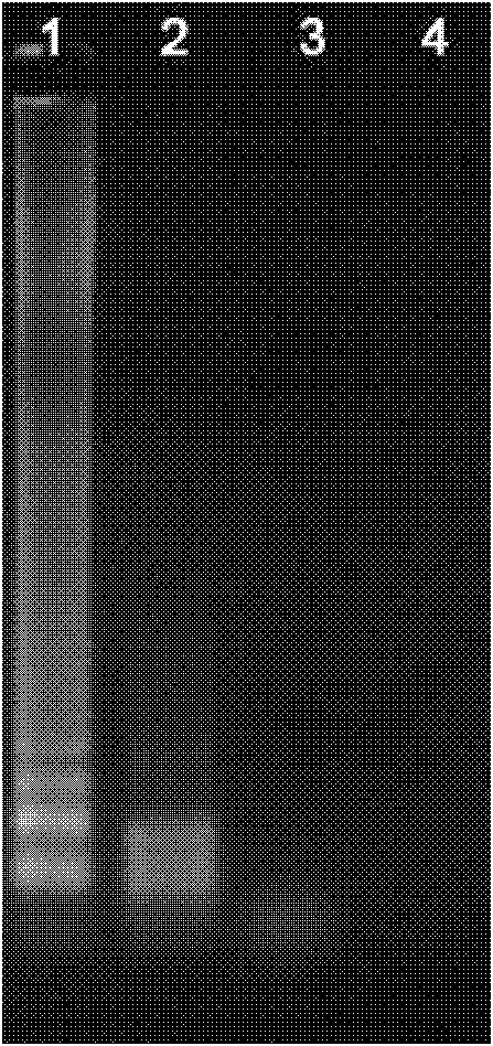 Loop-mediated isothermal amplification kit for detecting BYD viruses, and its application