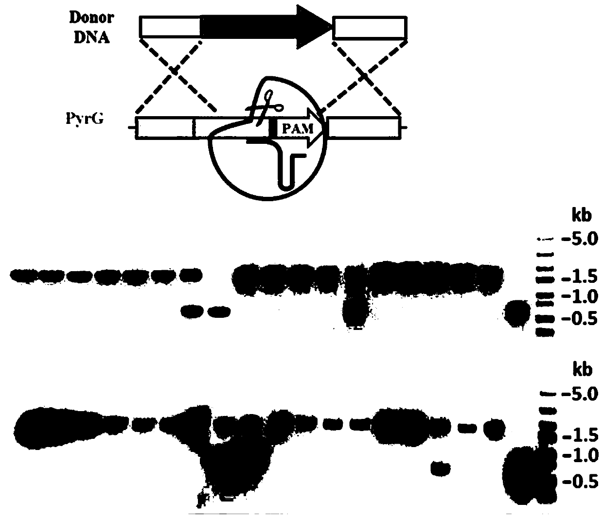 Promoter and expression vector for adjusting and controlling sgRNA transcription, genome editing system and application