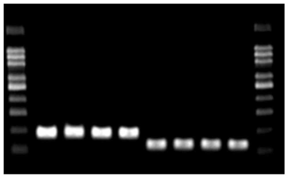 Detection kit taking AKR1C1 as detection target and use method of detection kit