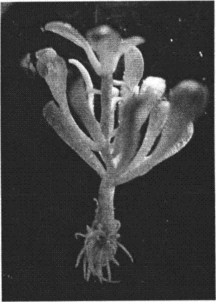 Tissue-culture seedling raising method of rhodiola crenulata