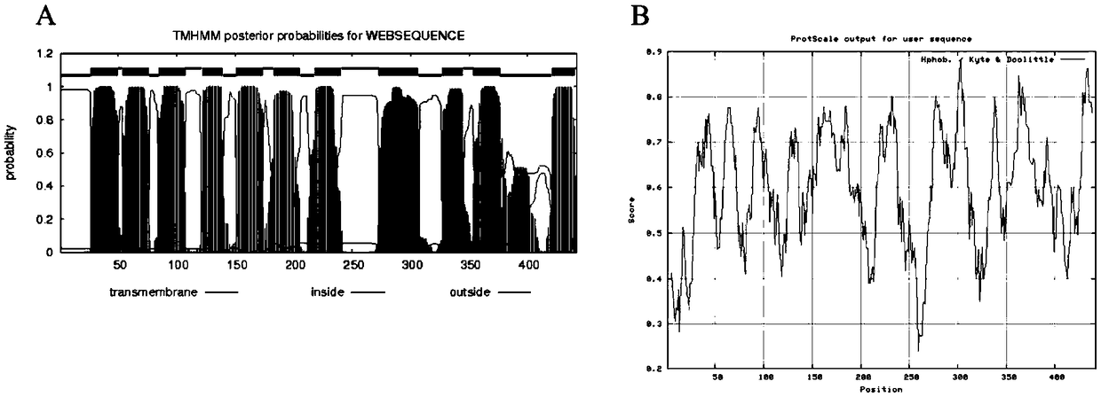 Halobacillus sodium/hydrogen antiporter gene sdmlT and identification