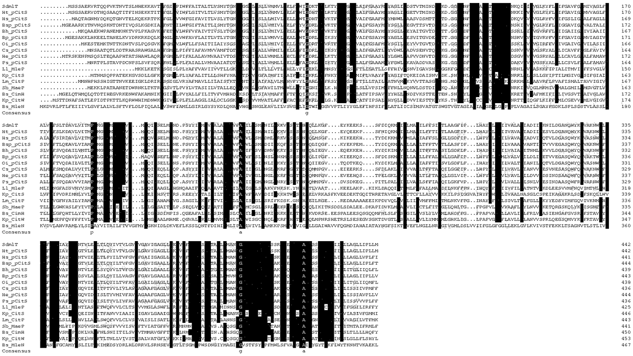 Halobacillus sodium/hydrogen antiporter gene sdmlT and identification