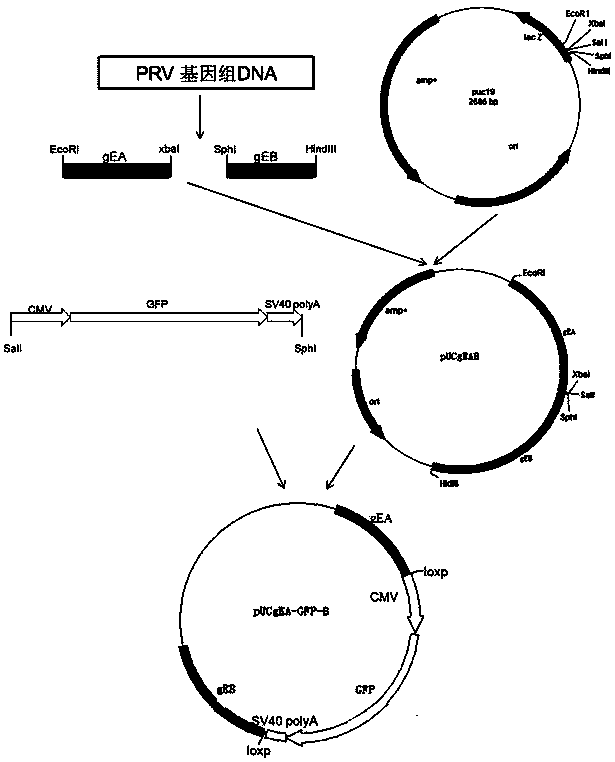 Porcine pseudorabies virus gene deletion strain, vaccine composition, and preparation method and application of vaccine composition