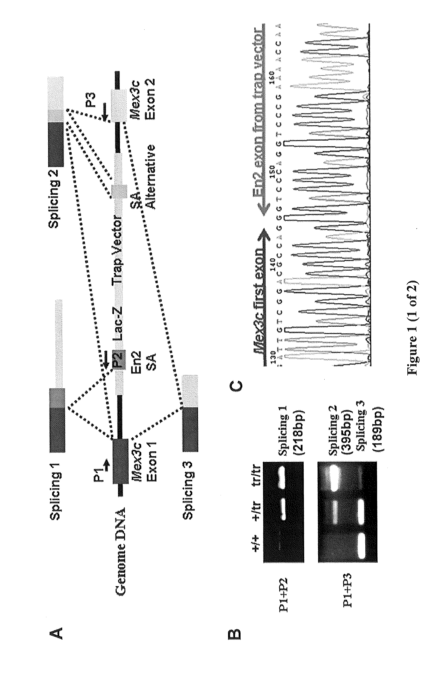 Mex3c regulation and target to control obesity and diabetes