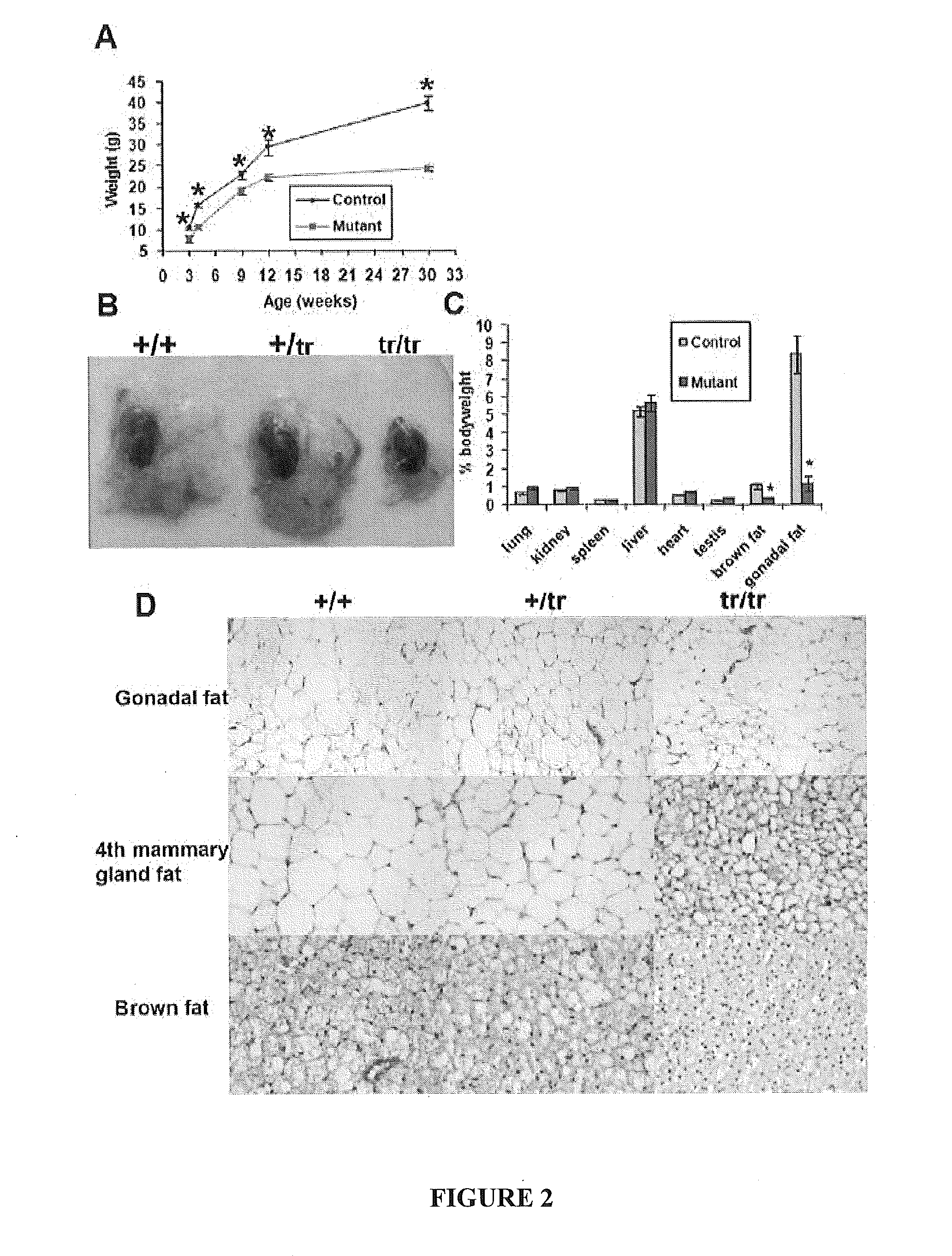 Mex3c regulation and target to control obesity and diabetes