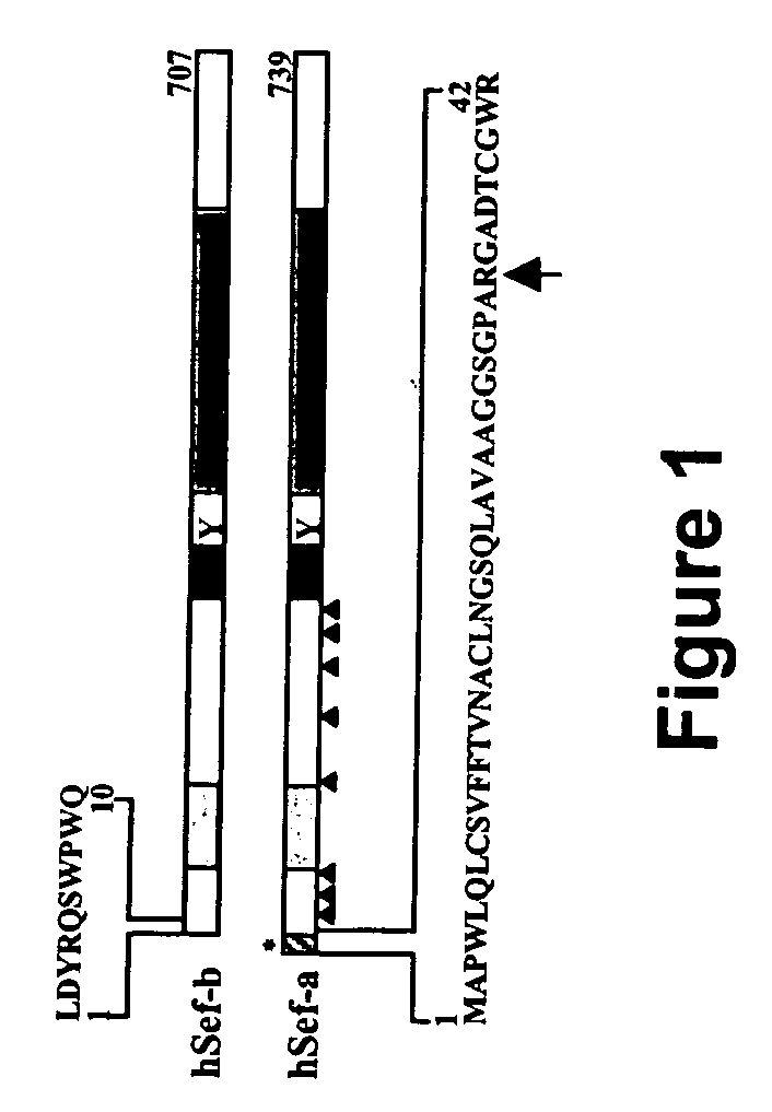 Human Sef isoforms and methods of using same for cancer diagnosis and gene therapy