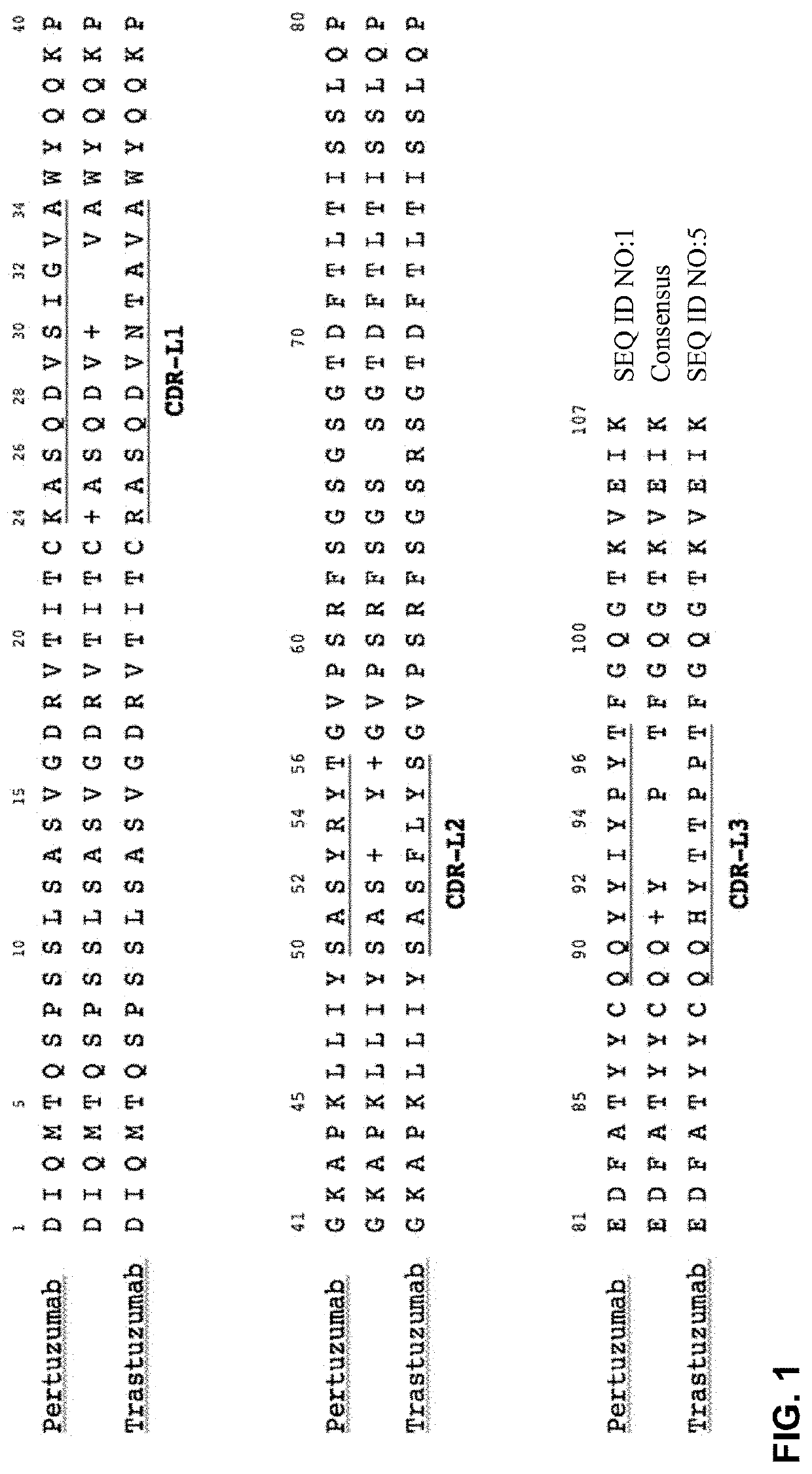 Biparatopic and multiparatopic antibodies with common light chain and method of use