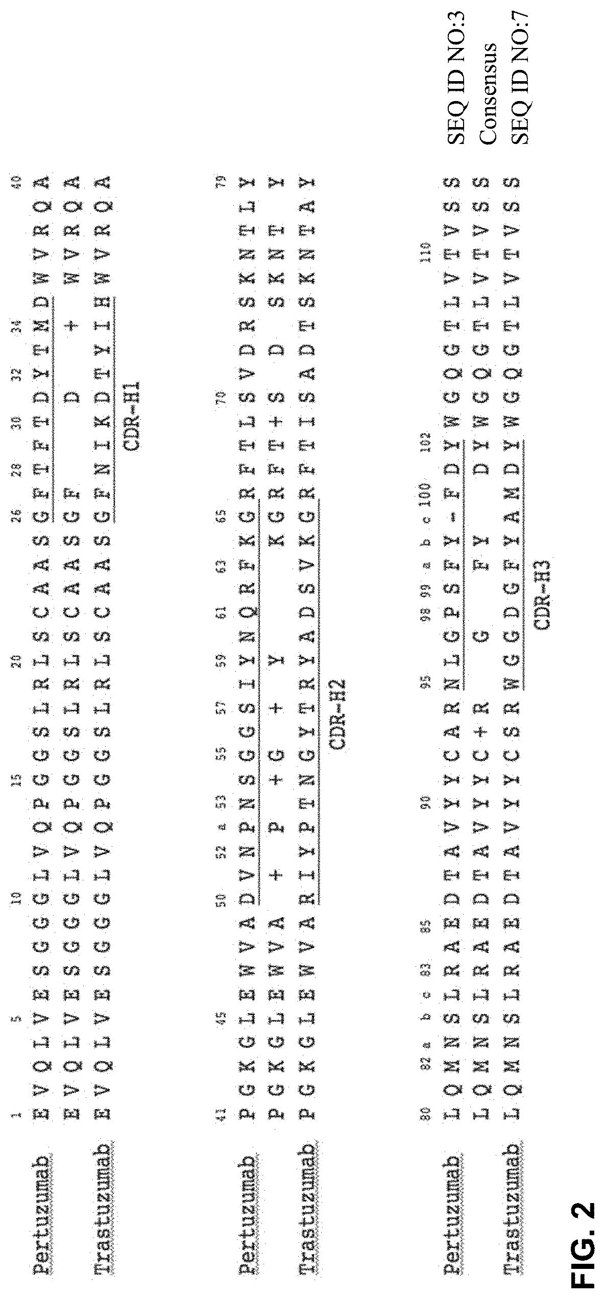 Biparatopic and multiparatopic antibodies with common light chain and method of use