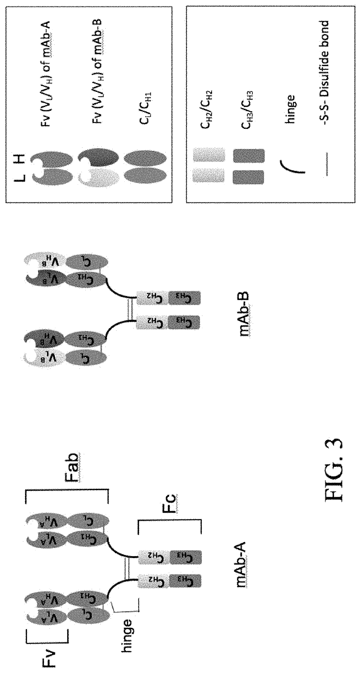 Biparatopic and multiparatopic antibodies with common light chain and method of use