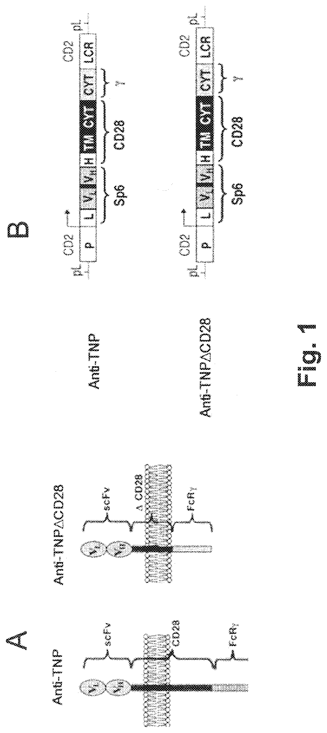 Redirected, genetically-engineered t regulatory cells and their use in suppression of autoimmune and inflammatory disease