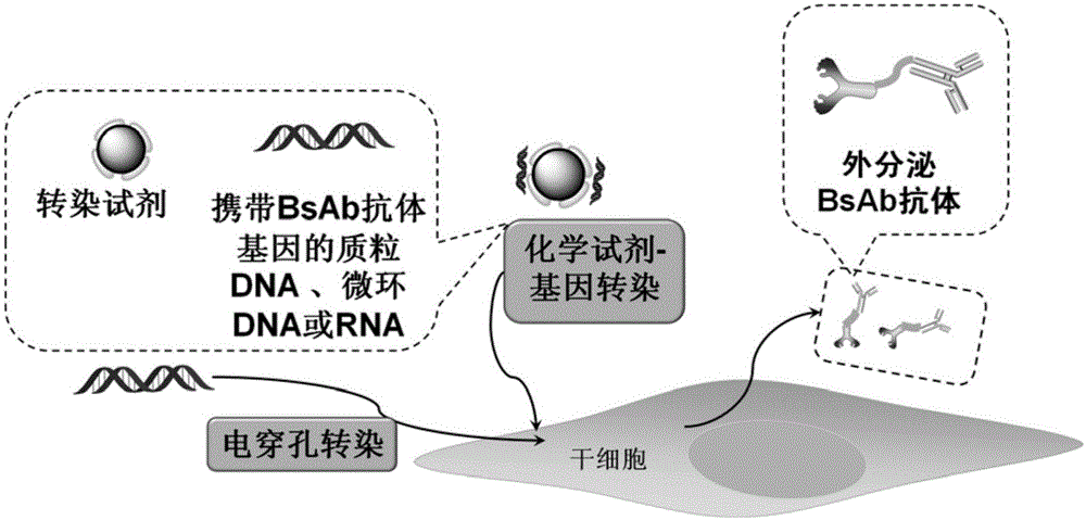 Gene-modified mesenchymal stem cell and method for producing BsAb antibody therefrom