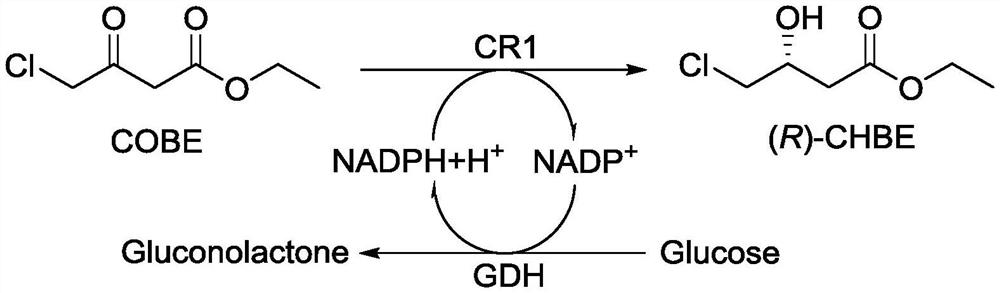 Carbonyl reductase and method for preparing ethyl (R)-4-chloro-3-hydroxybutyrate by using carbonyl reductase