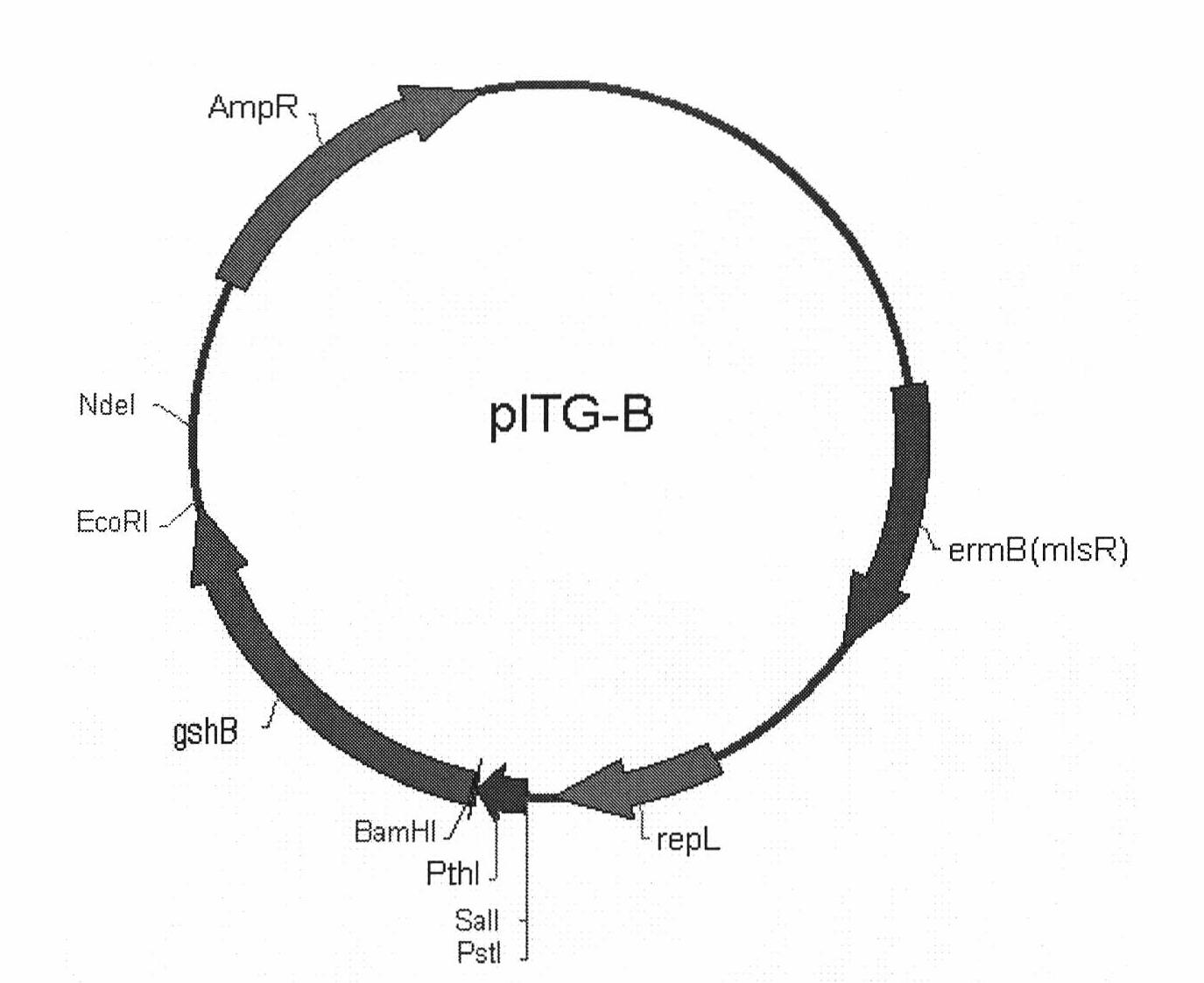 Clostridium for synthesizing glutathion and construction method and use thereof