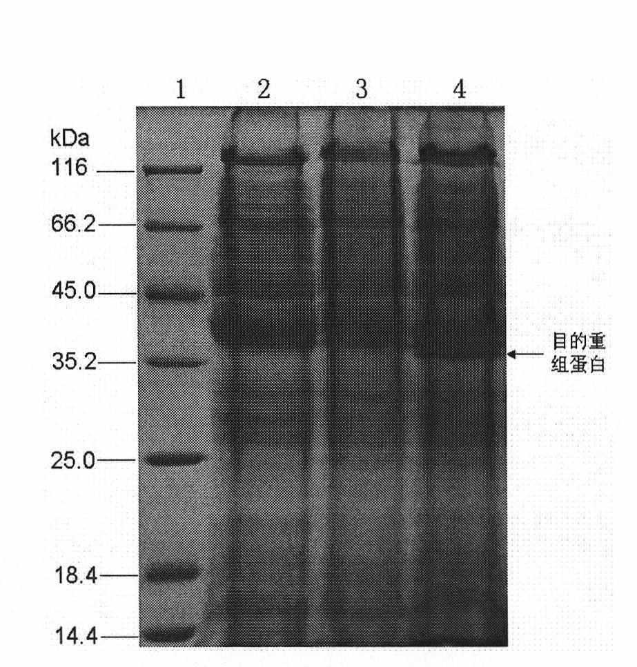 Clostridium for synthesizing glutathion and construction method and use thereof