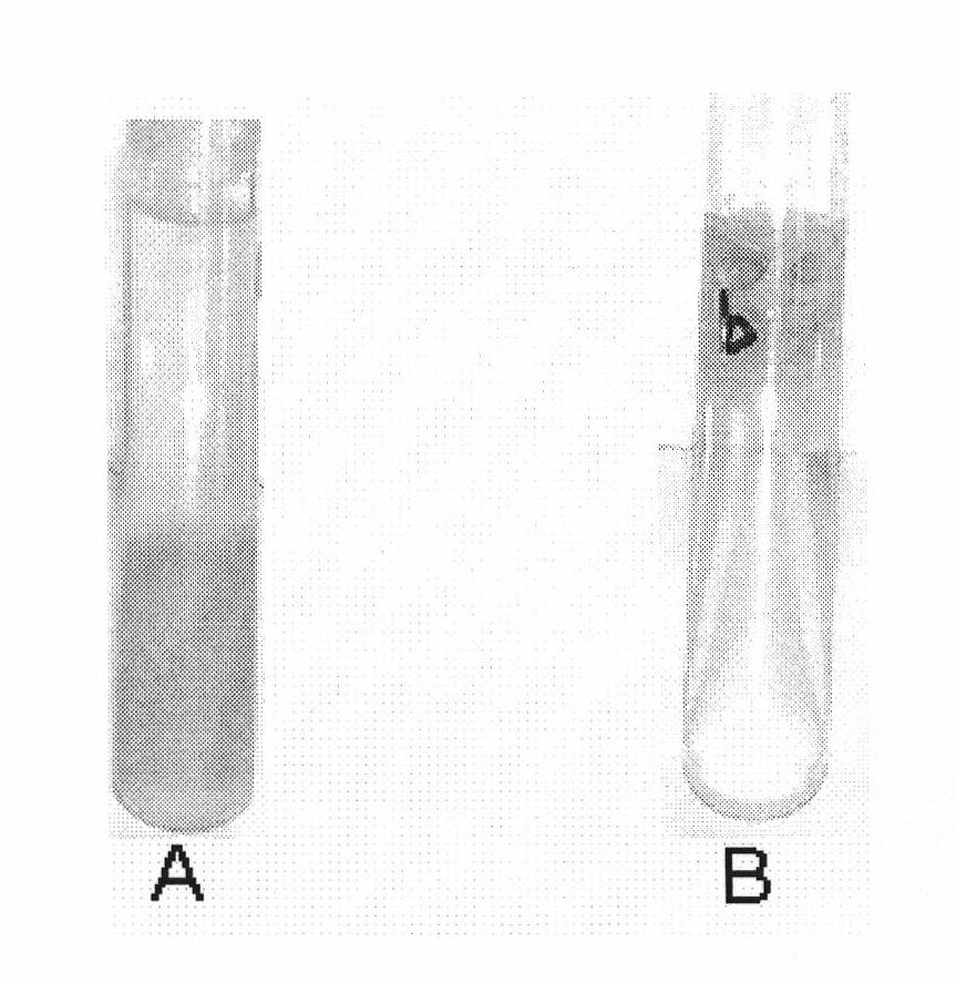 Clostridium for synthesizing glutathion and construction method and use thereof