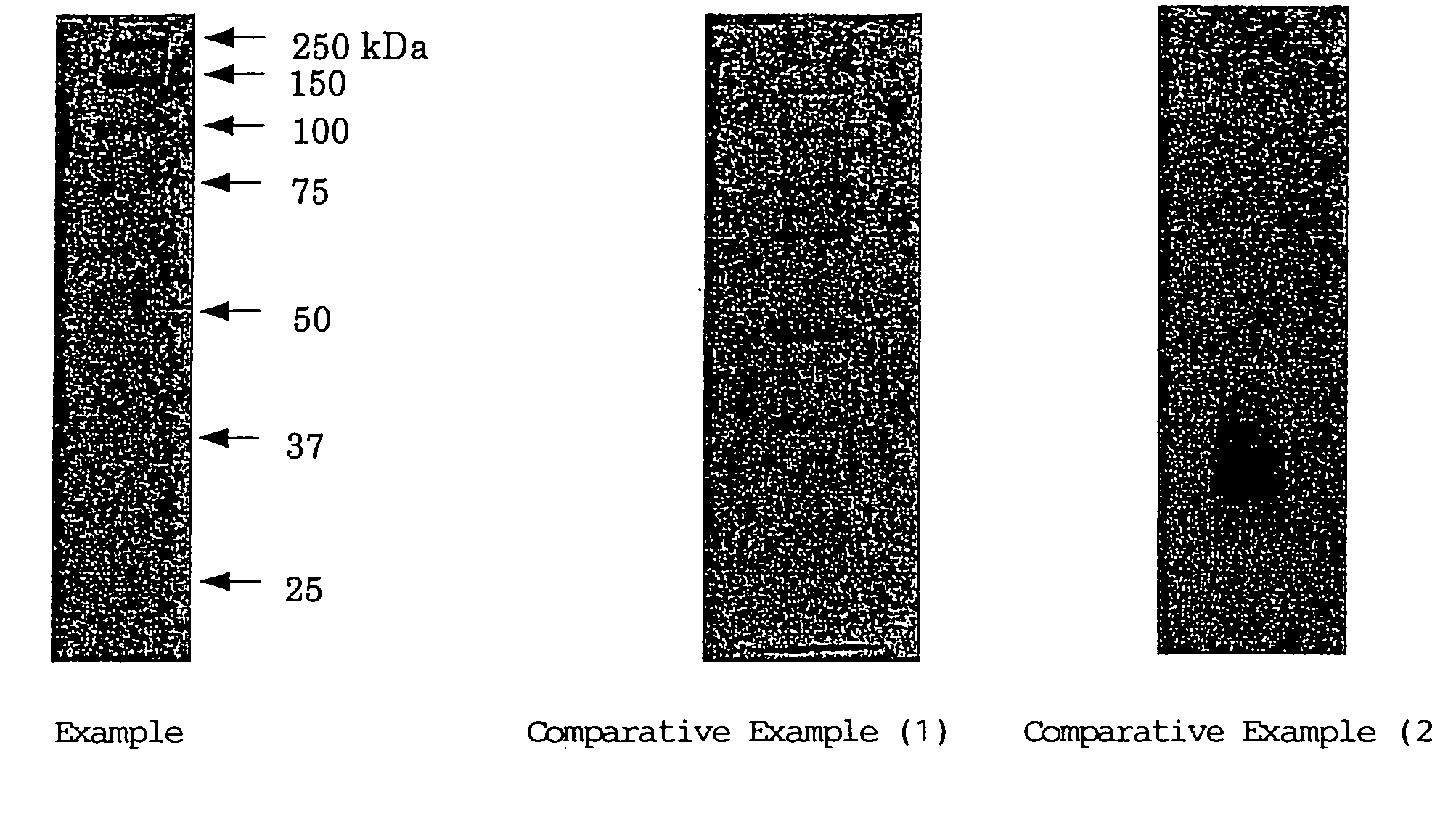 Gel for electrophoresis and method for preparing the same