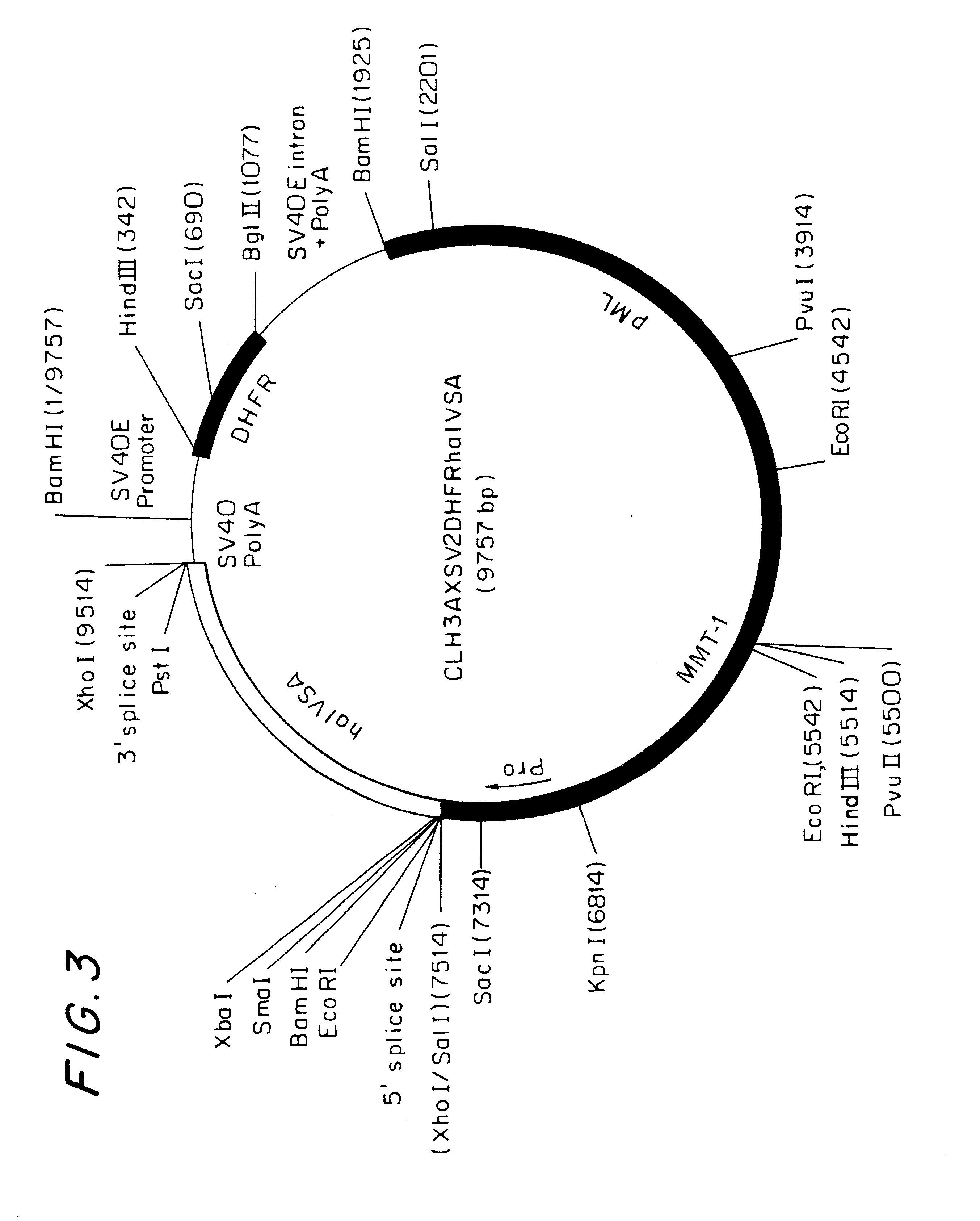 Methods for preventing graft rejection in transplantation and for producing a universal gene therapy host cell using lymphocyte activation (LAG-3)