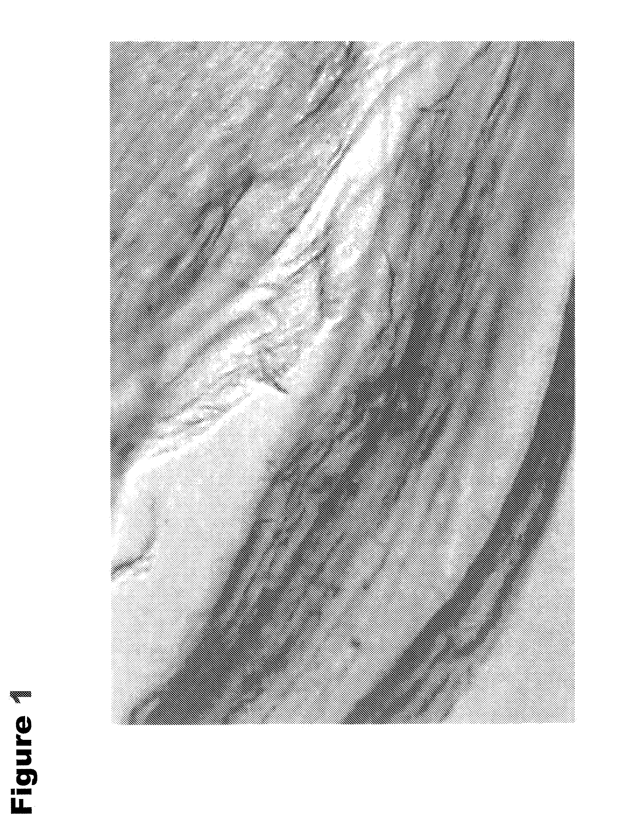 Simulated seafood compositions comprising structured plant protein products and fatty acids
