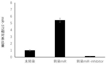 Use of a modified umbilical cord stem cell in the preparation of anti-aging pharmaceutical composition or health care product