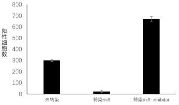 Use of a modified umbilical cord stem cell in the preparation of anti-aging pharmaceutical composition or health care product