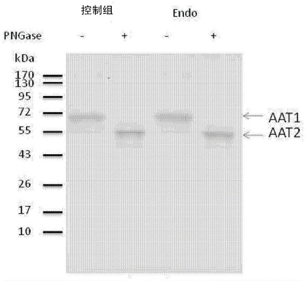 Specific a1at monoclonal antibody for detection of endometriosis