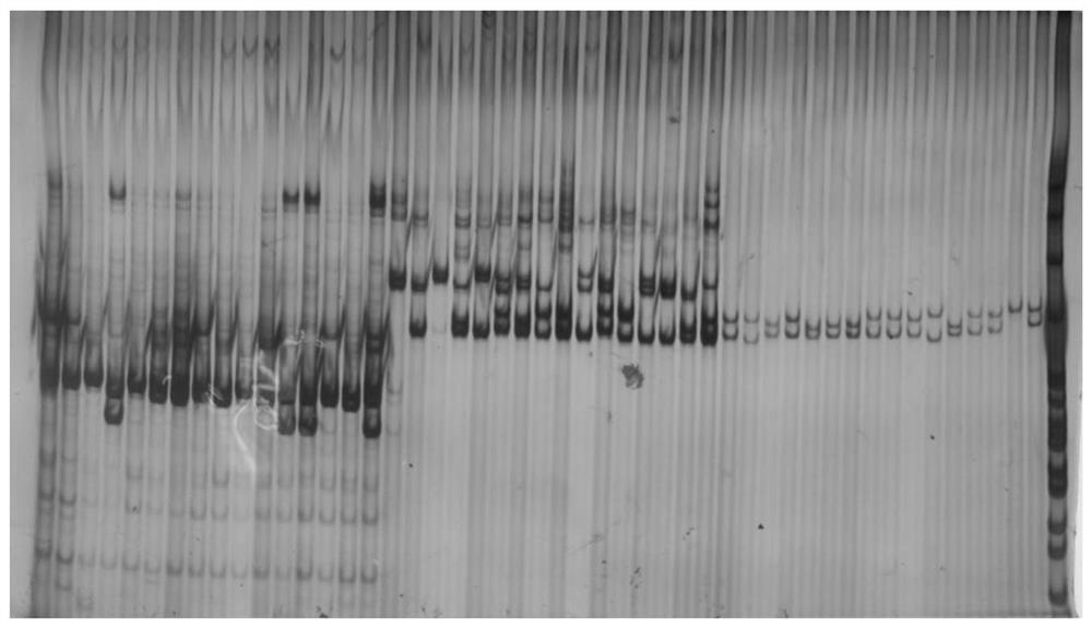 Aristichthys nobilis microsatellite marker primer and aristichthys nobilis marker release effect evaluation method