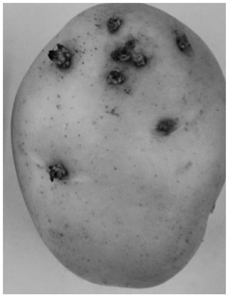 A kind of potato germination inhibitor and preparation method thereof