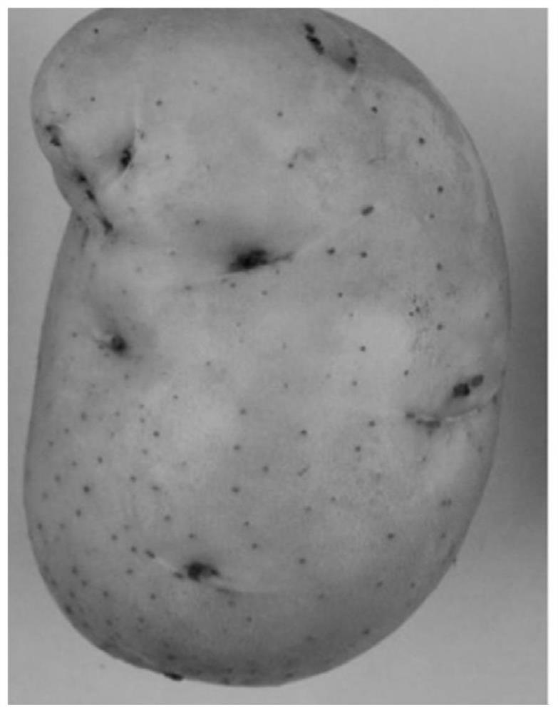 A kind of potato germination inhibitor and preparation method thereof