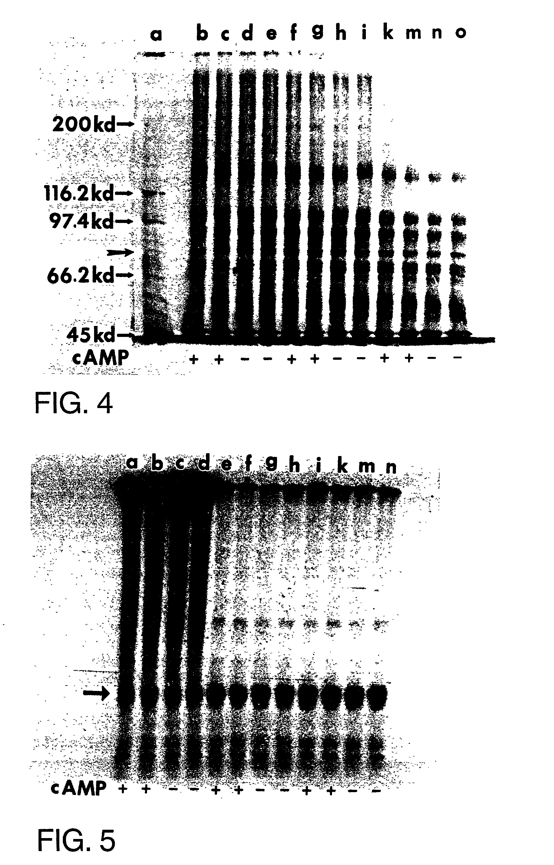 Method of determining volume dependent hypertension through protein reduction in phosphorylation or concentration and related apparatus