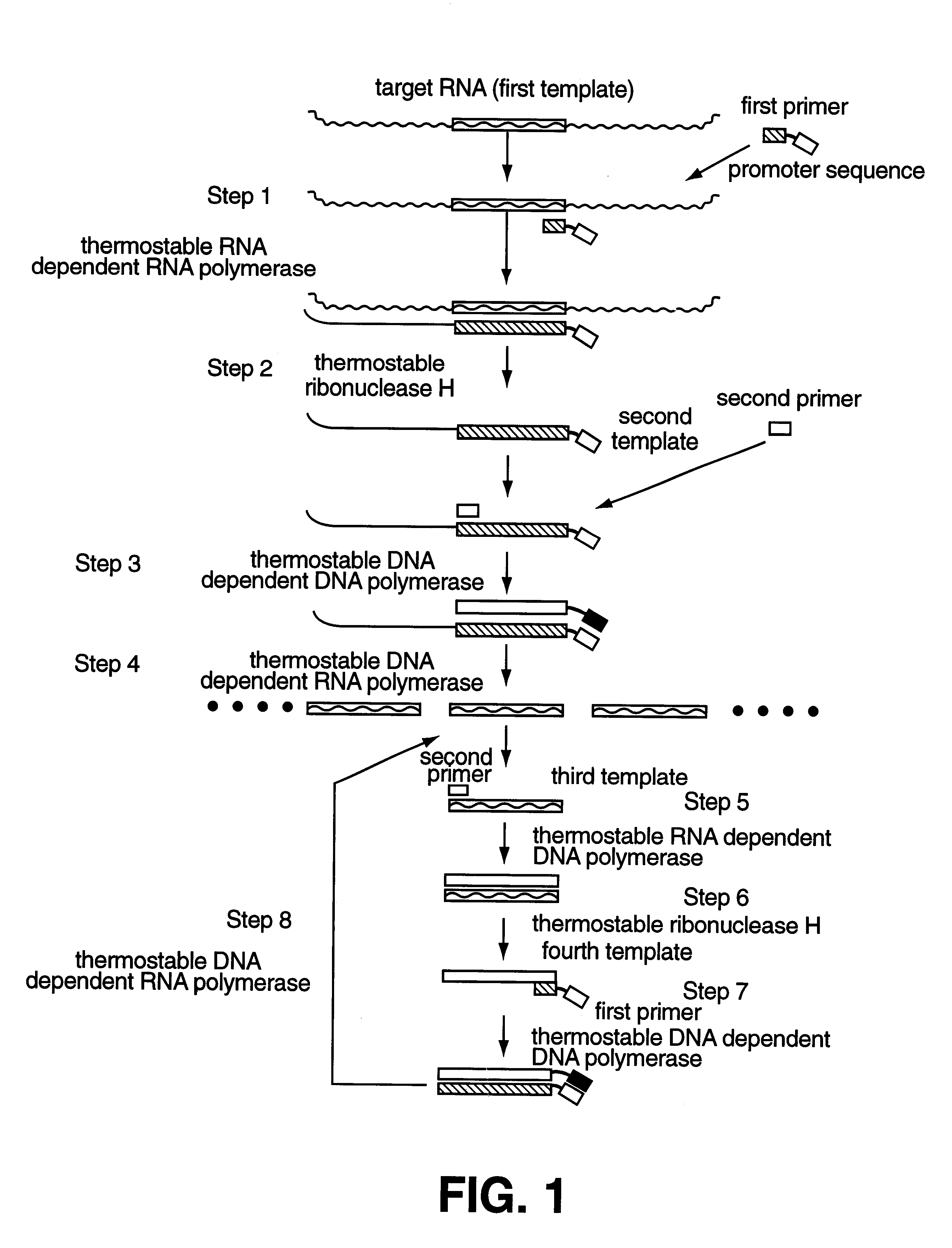 Method for amplifying and detecting of target nucleic acid sequence using thermostable enzyme