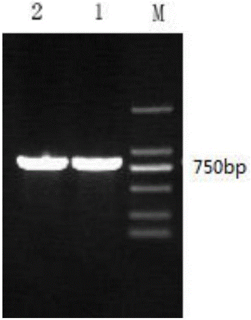 Clostridium sardiniense 7alpha-hydroxy steroid dehydrogenase mutant R194A