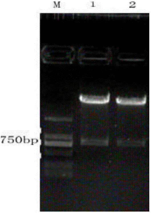 Clostridium sardiniense 7alpha-hydroxy steroid dehydrogenase mutant R194A