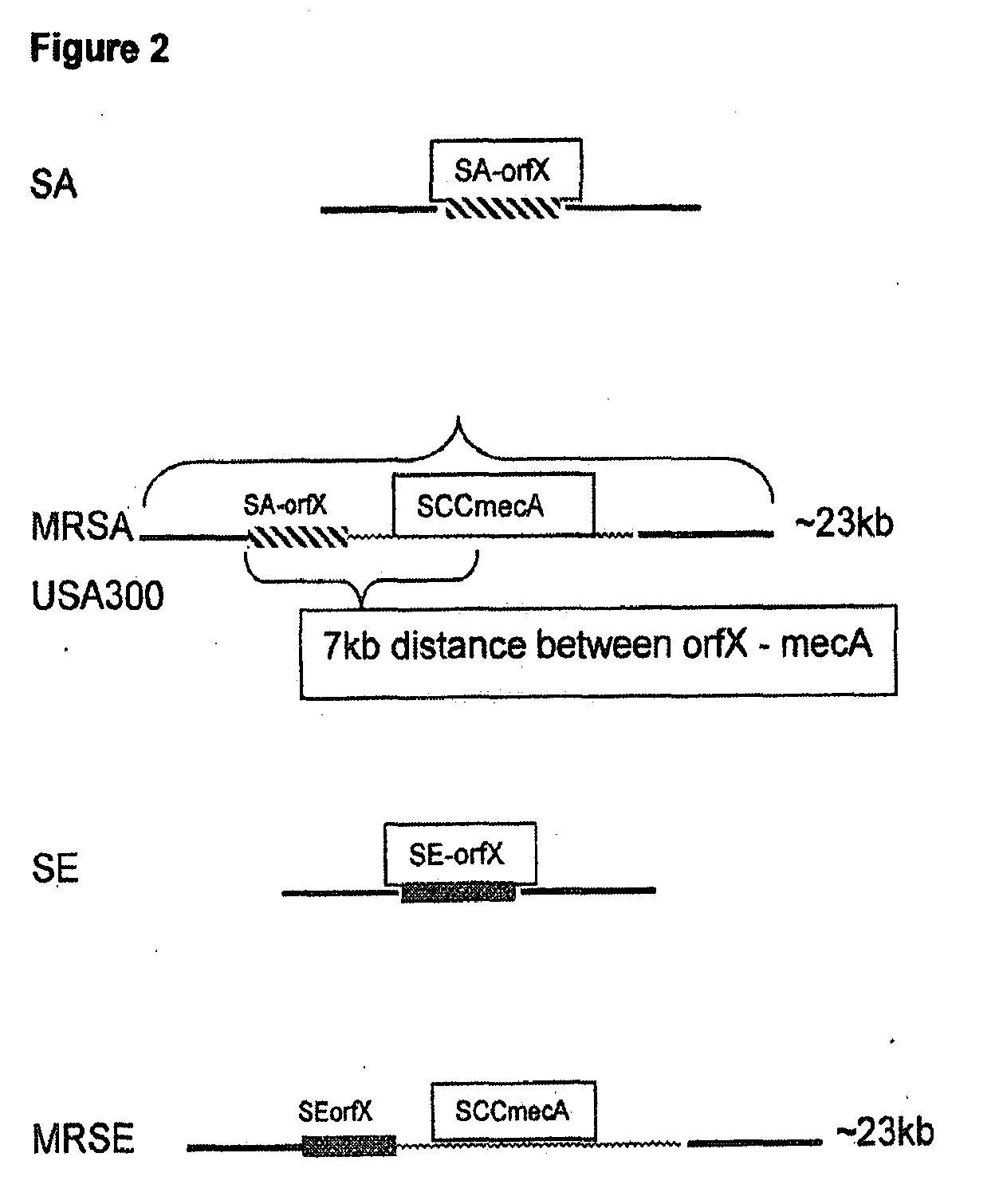 Methods and Compositions Including Diagnostic Kits For The Detection In Samples Of Methicillin-Resistant Staphylococcus Aureus