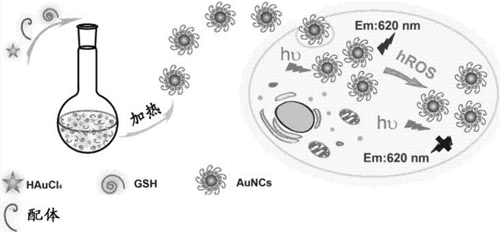 Fluorescent gold nano-clusters based method for detecting ROS in cells