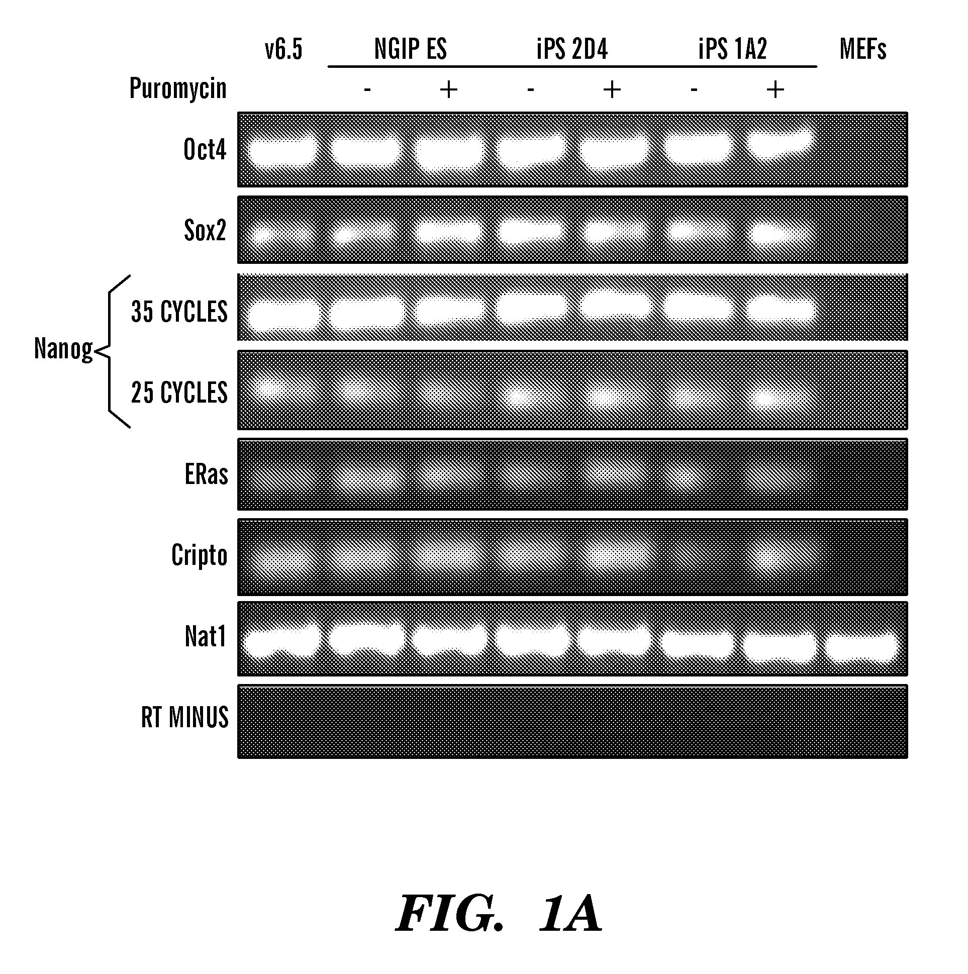 Methods of generating pluripotent cells from somatic cells