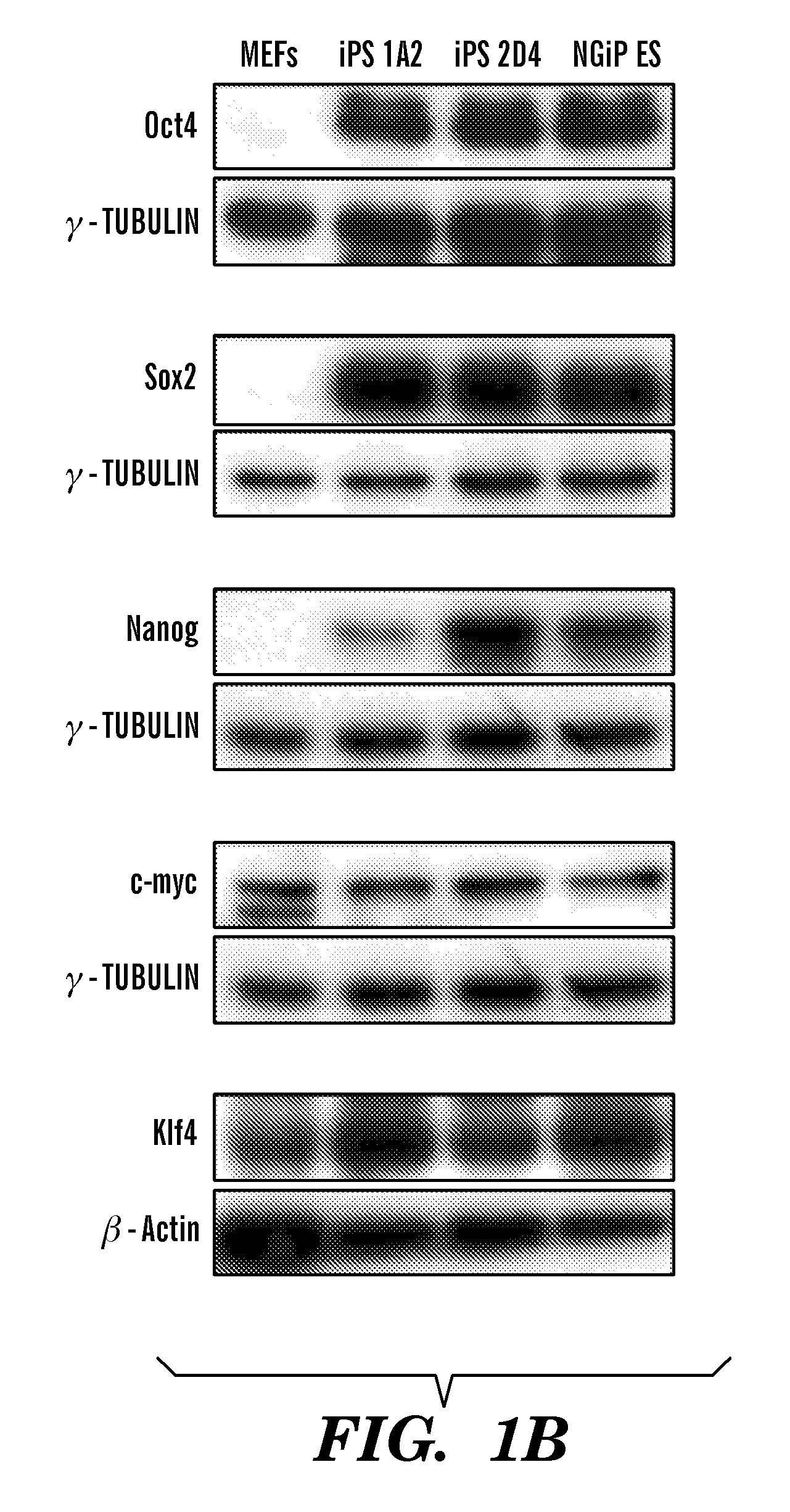 Methods of generating pluripotent cells from somatic cells