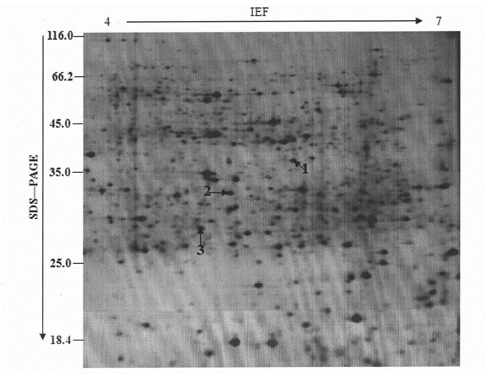 Bidirectional electrophoresis method for total protein of jute root system