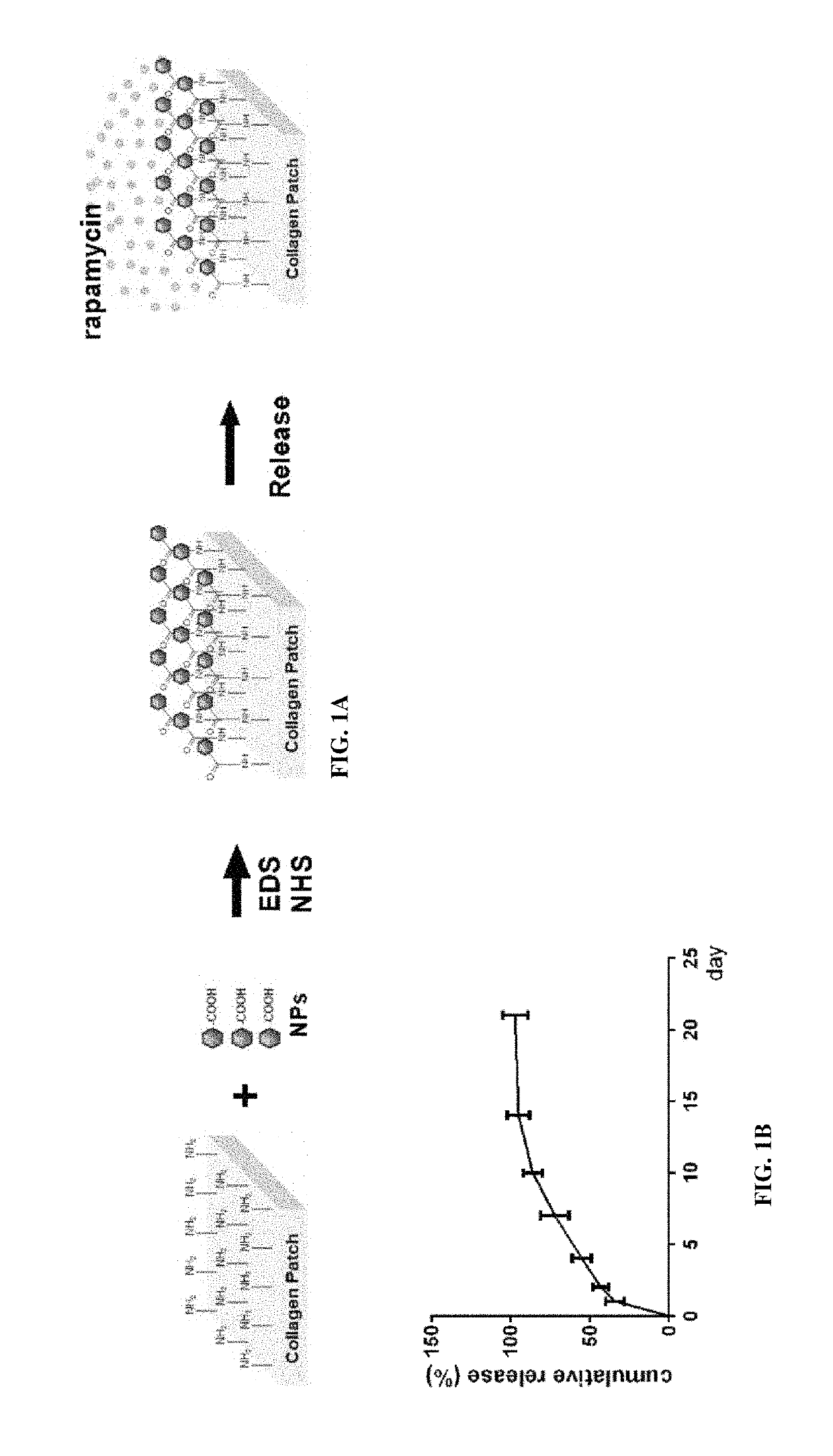 Particle conjugated prosthetic patches and methods of making and using thereof