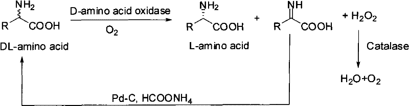 Bio-catalytic deracemization preparation method of non-natural L-amino acid