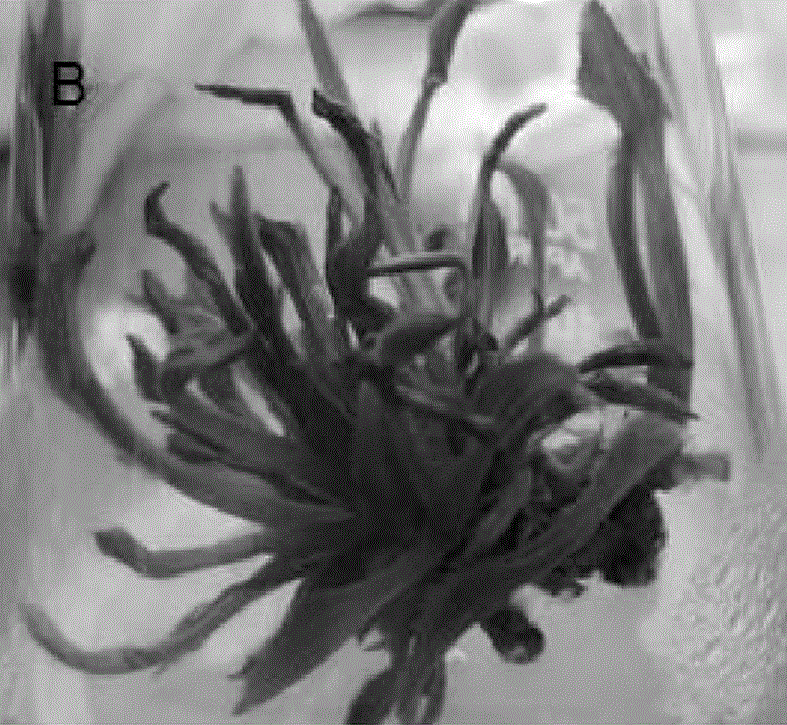 Bighead atractylodes rhizome regeneration system for directly differentiating adventitious buds by utilizing hypocotyls and radicles