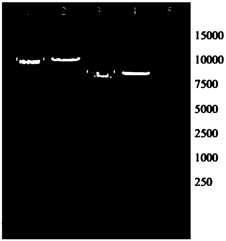 Production method of recombination fibroblast growth factor-8b and application thereof