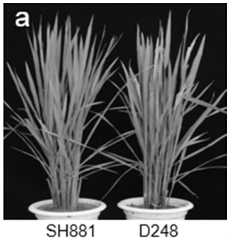 Rice Dominant Early Maturity Gene ef-cd and Its Application