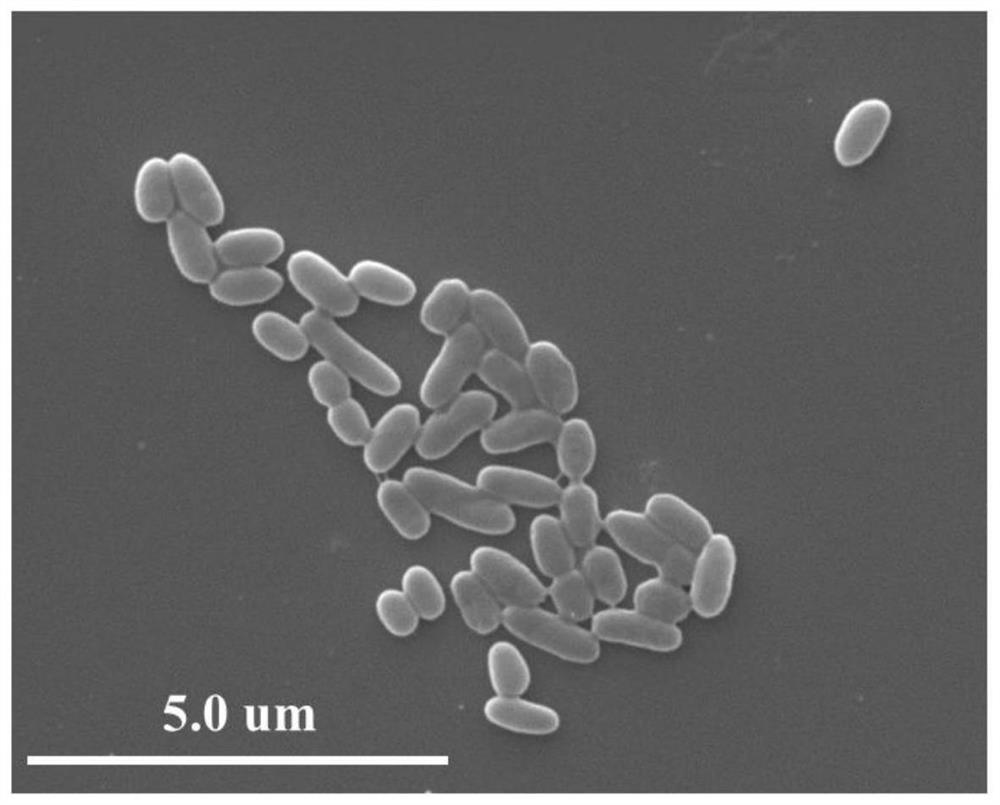 Salt-tolerant alkali-resistant aerobic denitrifying bacterium and application thereof