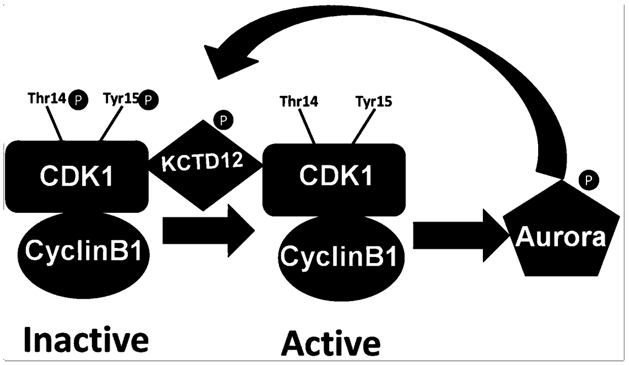 Application of kctd12 protein in cell cycle regulation