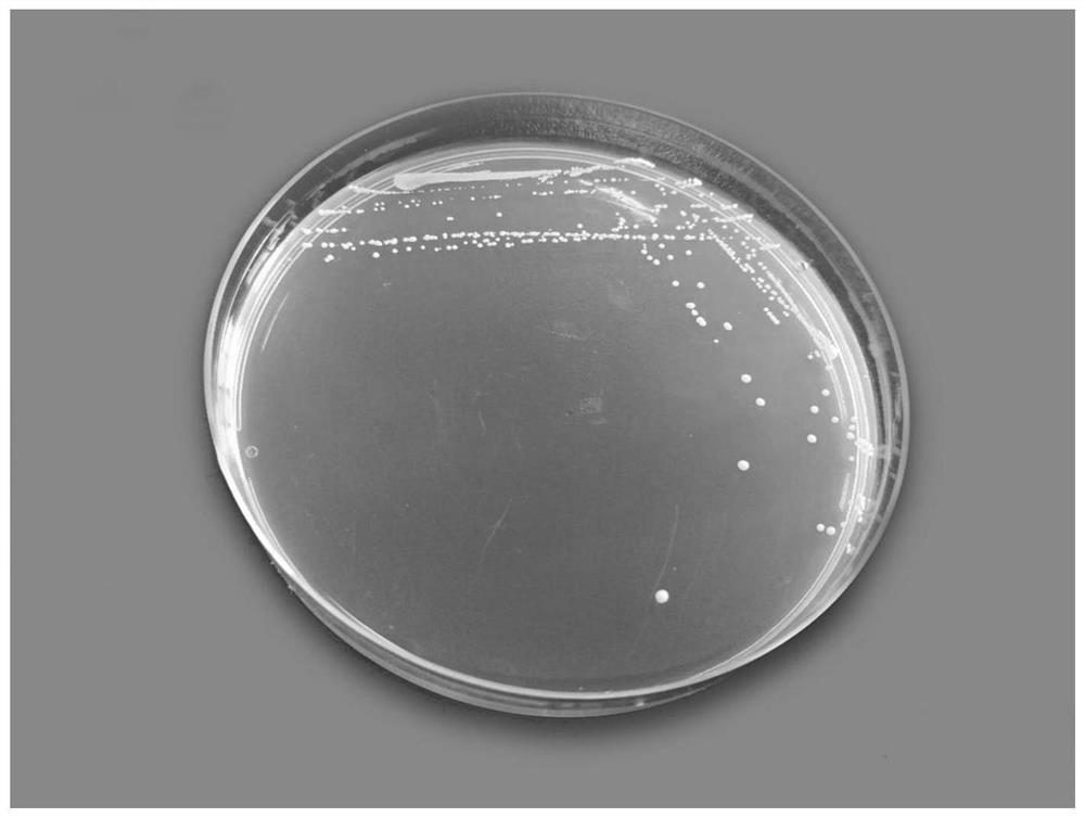 Lactobacillus paracasei ccfm1069 and its application