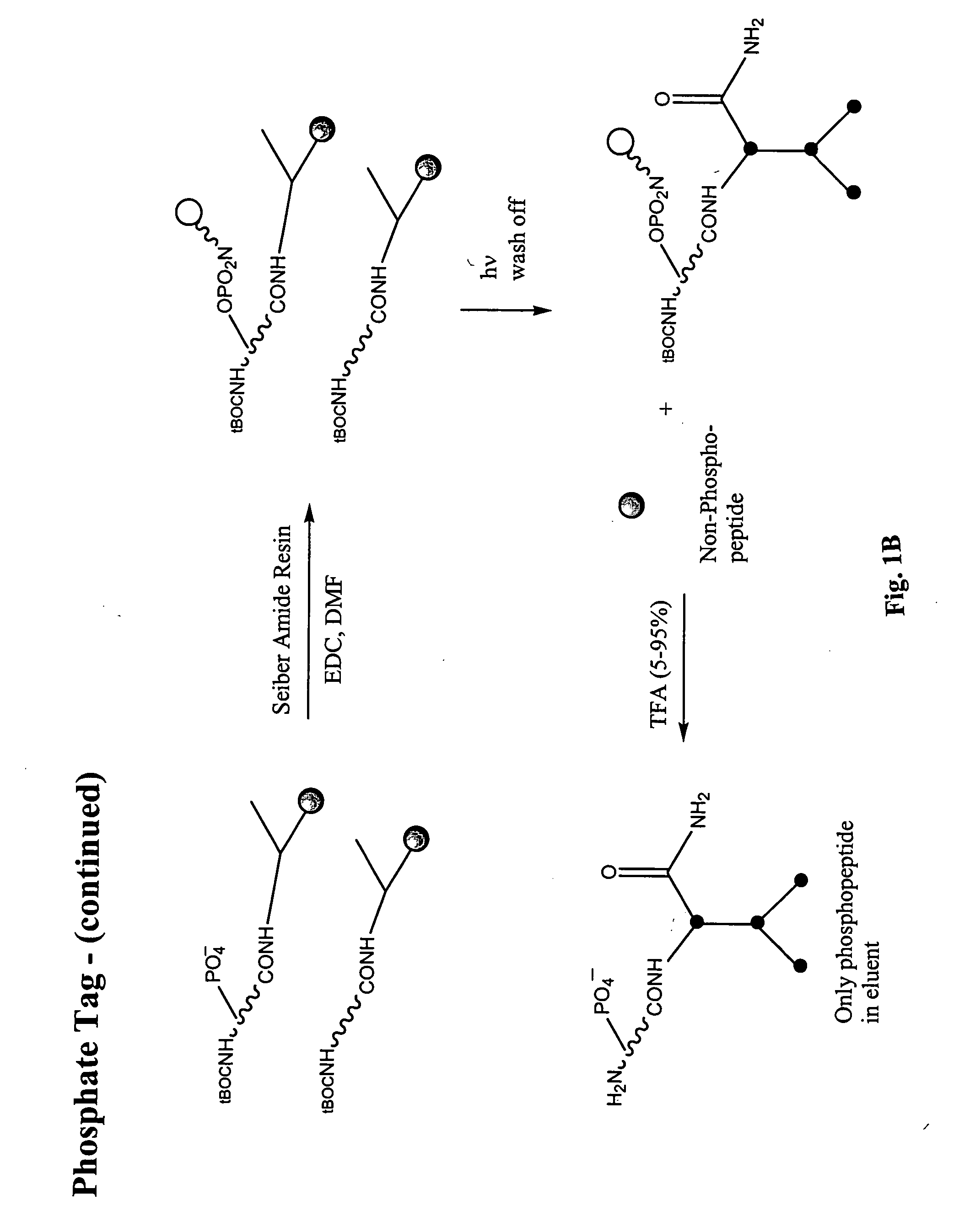 Enrichment of phosphate peptides for proteomic analysis