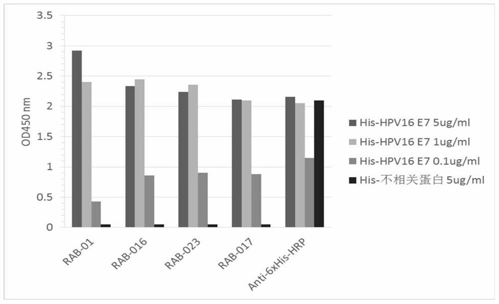 Monoclonal antibody for recognizing high-risk hpv E7 protein and its application